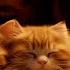 Fall Asleep To Family Cat S Purr Warm Fireplace Relax In Cozy Winter Hut Deep Sleep