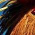 Rooster Sound Effect