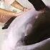 Вместе с Дельфинами Stop Russian TV Show With Dolphins