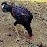 High Quality King Thikra Fighter Aseel Old Blood Line Murga Aseel Aseelmurga Viralvideo