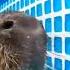 Ok I Pull Up Capybara