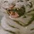 Tory Lanez Wild Thoughts Feat Trey Songz