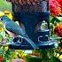 LIVE 4K Cottage Garden Bird Feeder Cardinals Woodpeckers Song Birds Bees And Flowers