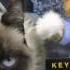 Keyboard Cat Meets Grumpy Cat