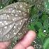 Polka Dot Plant Hypoestes Phyllostachya Part 1