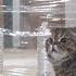 Cats Vs Invisible Maze Kittisaurus
