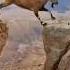 The Markhor Jumped Off The Mountain Shorts Markhor Emotional