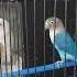Lovebird Jantan Birahi Ngajak Kawin
