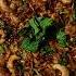 Harees Trending Recipe Harees Halim