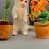 Çok Tatlı Kedi Müzik Cute Catlovers Cat Cats Catsanddogs Catdoglove Doglover Dogs