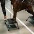 Тренируем выдержку и стойку перед выставкой шандор Boxerdog немецкийбоксер дрессировкащенка