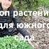 Топ растений для южного сада которые не горят на солнце садоводство дача сад Garden