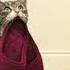 КАК НАУЧИТЬ КОШКУ РАЗЛИЧНЫМ КОМАНДАМ ДРЕССИРОВКА КОШЕК TRAINING CATS