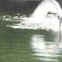 Swan Vs Goose HD