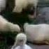 20140207 190427 Построение гусей матом Новые Приколы Шутки Смешные ролики Юмор Прикол Смех