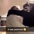 Cat Screaming After Getting Hug Shorts