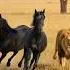 2 Black Horses Run Alongside A Lion Their Hooves Pounding The Open Plains Wildlife Animals Horse