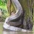 De Frente Com A Sucuri Gigante Da Amazonia Youtubeshorts Viralshorts