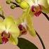 Pour 1 Cup Per Week Orchids Create New Roots And Flowers Immediately