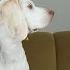 Zombie Cat Has 9 Lives Funny Dogs Maymo Potpie Vs Zombie Cat Prank