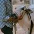 Bs Kuch Ganto Ki Mehman Hy Ye Cow Qurbanvlogs Cowlover Cattleworld Goat Cowmandi Shortvideo