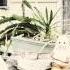 Angus Julia Stone The Devils Tears Audio