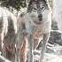BUCK THE SAVIOUR OF THE CALL OF THE THE CALL OF THE WILD Music Камин Emin Jony Slowed