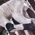 Merawat Anak Kambing Lahir Lemah Susah Berdiri Anakkambing Kambinglahirlemah