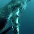 Giant Whale Covered In Parasites Deep Ocean Rescue Mission Whale Parasites Animal Deepocean