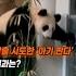탈출 시도한 아기 판다 결과는 Shorts