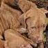 5 Years Chained To Misery Sleeping Among The Garbage Without Water Without Food Without Hope