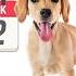 Your Complete Puppy Training Schedule By Age