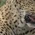 Leopard Sound