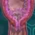 Menstrual Cycle