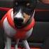 What Happened To Laika The Sad Story Of The First Space Dog Education Films