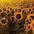 Psychedelic Trance Video Mix Part I Part 1 Of The Almost 24 Hour Video Mix