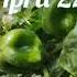 Beautiful Journey Of Green Capsicum Home Garden Nafisa Aubrie