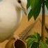 The Dove The Mango Tree And The Train A Desert Story Of Hope And Loss Ai Trending