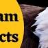 Eagle Scream Sound Effects L Eagle Ki Awaz L Hawk Screeching Sound Effect