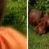 Abandoned Toddler Rescued And Raised By Feral Dogs 60 Minutes Australia