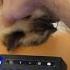 How To Wake Up A Deaf Cat