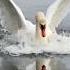 Папа лебедь спешит на встречу к другу лебедь Swan милоевидео лебеди мило друг Love полетели
