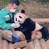 Baby Panda FuBao Spending Free Time With The Zookeeper Everland Panda World FuBao