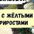 Ели с жёлтыми приростами Bialobok и Nimetz