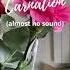 The Sound Of A Rose Carnation And Eustoma Flower Comparing Flower Music