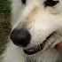 Dog Love Sillyanimals