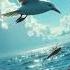 How Volcanic Islands Spark Life S Wildest Journeys