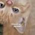 Lovely Kitten Playing Monitization Short Subscribe Youtube Viral Cat Kitten Animals Views