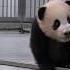 엄마 푸바오 방학했져요 Gif 힐링푸데이 Panda Fubao Aibao