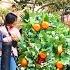 Bushman Prank Courage To Be Different Orange Edition 2025